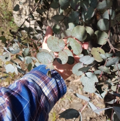 Eucalyptus rubida subsp. rubida (Candlebark) at Lower Cotter Catchment - 11 Oct 2021 by danswell