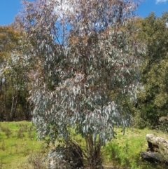 Eucalyptus rubida subsp. rubida at Cotter River, ACT - 11 Oct 2021