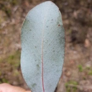 Eucalyptus rubida subsp. rubida at Cotter River, ACT - 11 Oct 2021