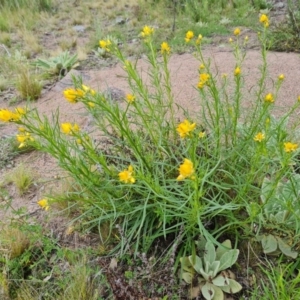 Xerochrysum viscosum at O'Malley, ACT - 11 Oct 2021 04:57 PM