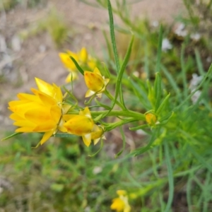 Xerochrysum viscosum at O'Malley, ACT - 11 Oct 2021 04:57 PM