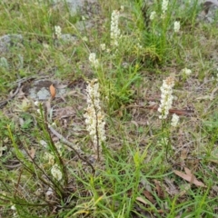 Stackhousia monogyna (Creamy Candles) at Symonston, ACT - 11 Oct 2021 by Mike