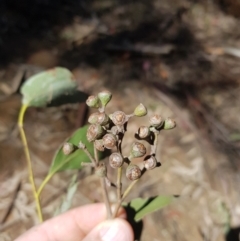 Eucalyptus fastigata (Brown Barrel) at Cotter River, ACT - 11 Oct 2021 by danswell