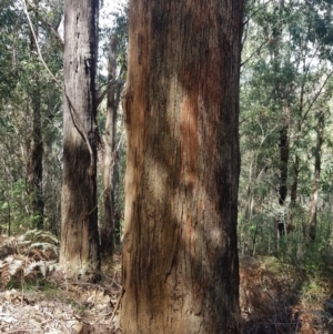 Eucalyptus fastigata at Namadgi National Park - 11 Oct 2021