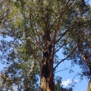 Eucalyptus fastigata at Cotter River, ACT - 11 Oct 2021