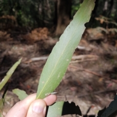 Eucalyptus fastigata at Cotter River, ACT - 11 Oct 2021