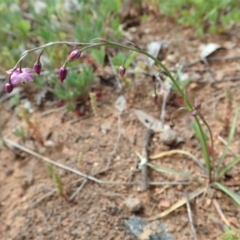 Arthropodium minus (Small Vanilla Lily) at Mount Painter - 11 Oct 2021 by CathB