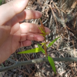 Eucalyptus fastigata at Cotter River, ACT - 11 Oct 2021