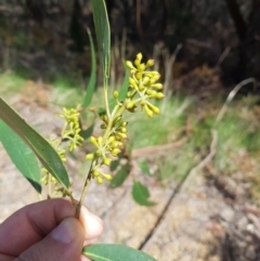 Eucalyptus fastigata at Cotter River, ACT - 11 Oct 2021 11:53 AM