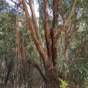 Eucalyptus fastigata at Cotter River, ACT - 11 Oct 2021