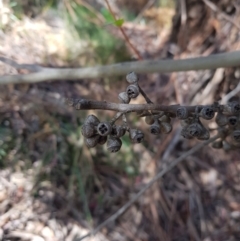 Eucalyptus fastigata at Cotter River, ACT - 11 Oct 2021