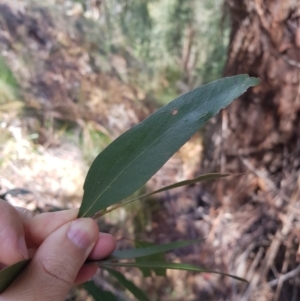 Eucalyptus fastigata at Cotter River, ACT - 11 Oct 2021 11:53 AM