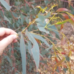 Eucalyptus dives at Cotter River, ACT - 11 Oct 2021