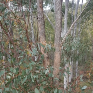Eucalyptus dives at Cotter River, ACT - 11 Oct 2021