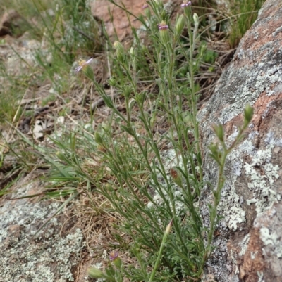 Vittadinia cuneata var. cuneata (Fuzzy New Holland Daisy) at Mount Painter - 11 Oct 2021 by CathB