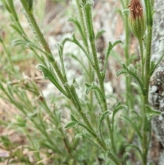 Vittadinia cuneata var. cuneata at Cook, ACT - 11 Oct 2021 03:09 PM