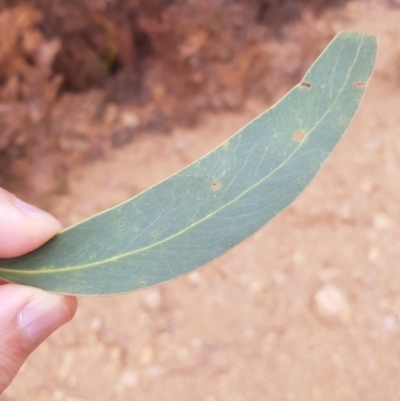 Acacia falciformis (Broad-leaved Hickory) at Lower Cotter Catchment - 11 Oct 2021 by danswell