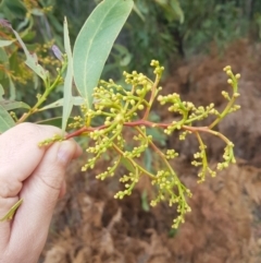 Acacia falciformis at Cotter River, ACT - 11 Oct 2021