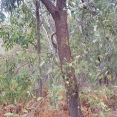 Acacia falciformis at Cotter River, ACT - 11 Oct 2021