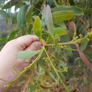 Acacia falciformis at Cotter River, ACT - 11 Oct 2021