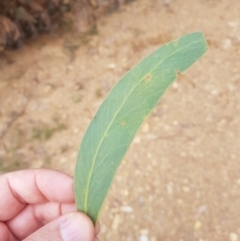 Acacia falciformis at Cotter River, ACT - 11 Oct 2021