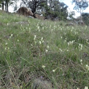 Stackhousia monogyna at Cook, ACT - 11 Oct 2021 03:29 PM