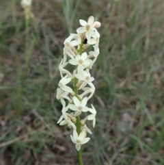 Stackhousia monogyna at Cook, ACT - 11 Oct 2021 03:29 PM