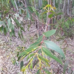 Eucalyptus viminalis (Ribbon Gum) at Lower Cotter Catchment - 11 Oct 2021 by danswell
