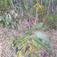 Eucalyptus viminalis (Ribbon Gum) at Cotter River, ACT - 11 Oct 2021 by danswell