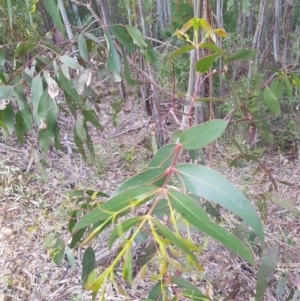Eucalyptus viminalis at Cotter River, ACT - 11 Oct 2021