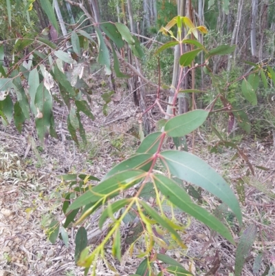 Eucalyptus viminalis (Ribbon Gum) at Lower Cotter Catchment - 11 Oct 2021 by danswell