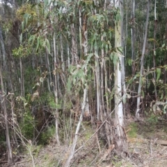 Eucalyptus viminalis at Cotter River, ACT - 11 Oct 2021 11:05 AM