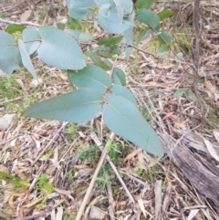 Eucalyptus dives (Broad-leaved Peppermint) at Lower Cotter Catchment - 11 Oct 2021 by danswell