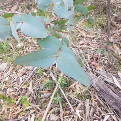 Eucalyptus dives (Broad-leaved Peppermint) at Cotter River, ACT - 11 Oct 2021 by danswell