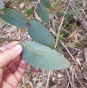 Eucalyptus dives at Cotter River, ACT - 11 Oct 2021