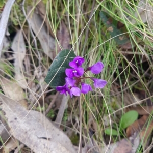 Hardenbergia violacea at Cotter River, ACT - 11 Oct 2021 10:58 AM