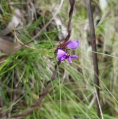 Hardenbergia violacea at Cotter River, ACT - 11 Oct 2021 10:58 AM