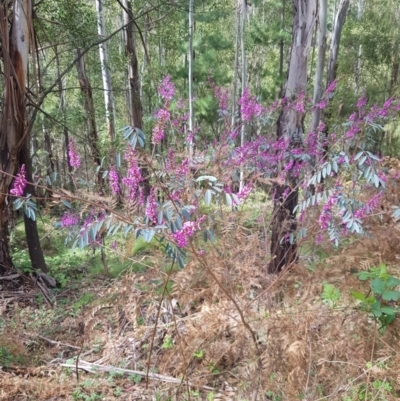 Indigofera australis subsp. australis (Australian Indigo) at Lower Cotter Catchment - 10 Oct 2021 by danswell