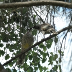 Anthochaera carunculata (Red Wattlebird) at Gungahlin, ACT - 11 Oct 2021 by TrishGungahlin