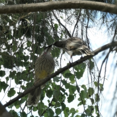 Anthochaera carunculata (Red Wattlebird) at Gungahlin, ACT - 11 Oct 2021 by TrishGungahlin