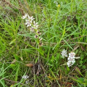 Wurmbea dioica subsp. dioica at O'Malley, ACT - 11 Oct 2021