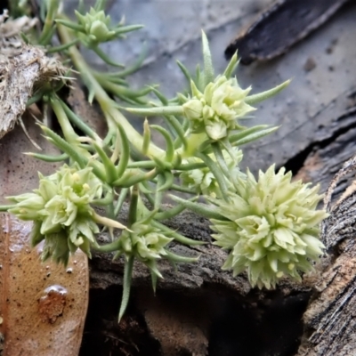 Scleranthus diander (Many-flowered Knawel) at Cook, ACT - 11 Oct 2021 by CathB