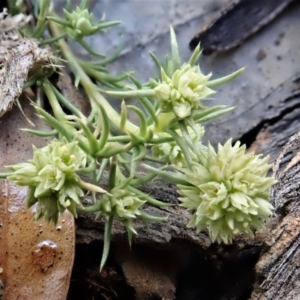 Scleranthus diander at Cook, ACT - 11 Oct 2021