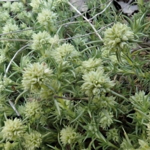 Scleranthus diander at Cook, ACT - 11 Oct 2021