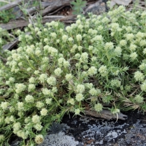 Scleranthus diander at Cook, ACT - 11 Oct 2021