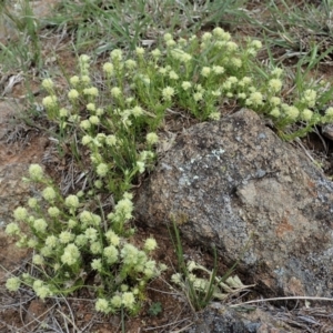 Scleranthus diander at Cook, ACT - 11 Oct 2021