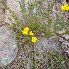 Hibbertia calycina (Lesser Guinea-flower) at O'Malley, ACT - 11 Oct 2021 by Mike