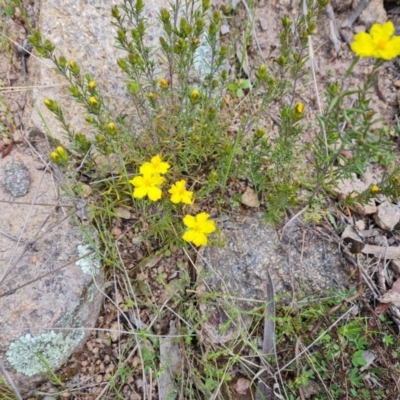 Hibbertia calycina (Lesser Guinea-flower) at Mount Mugga Mugga - 11 Oct 2021 by Mike