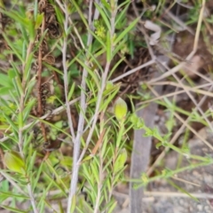 Hibbertia calycina at O'Malley, ACT - 11 Oct 2021 04:20 PM