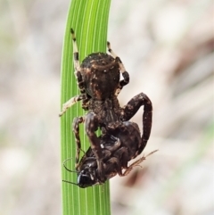 Stephanopis sp. (genus) (Knobbly crab spider) at Aranda Bushland - 10 Oct 2021 by CathB